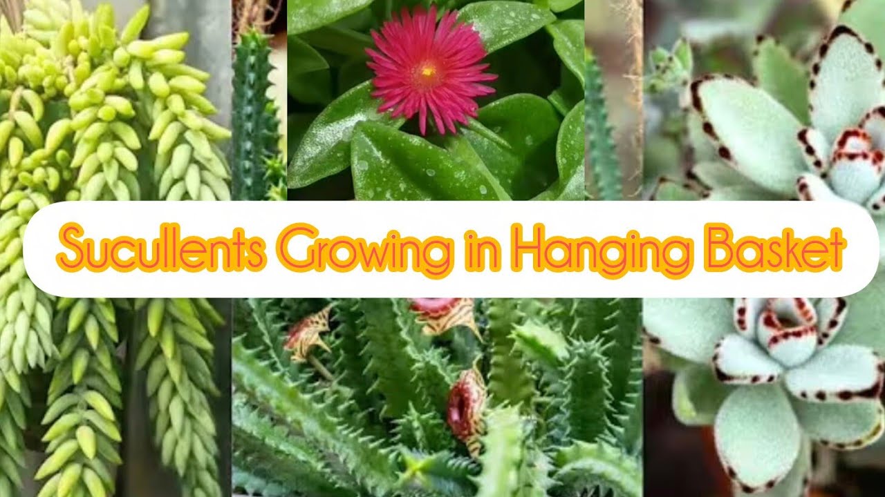 Name of Some Sucullents Growing in Hanging Basket with Care Tips