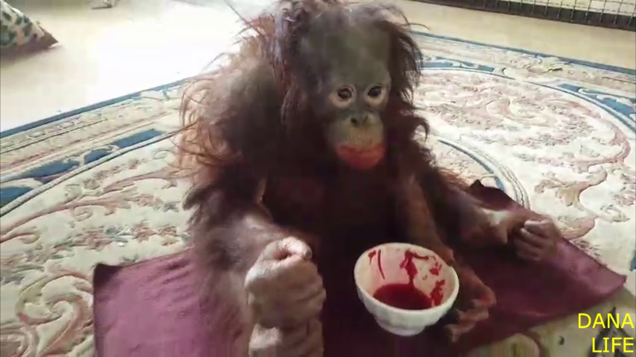 Дана и борщ. Парк львов Тайган. Orangutan Dana and borscht