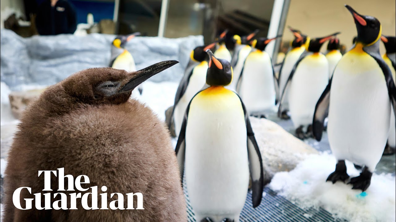 Pesto the penguin: 22.5kg chick in Melbourne aquarium set to shed weight after going viral