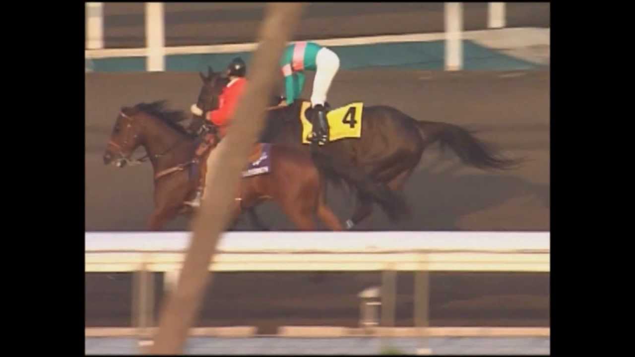Zenyatta 2009 Breeders' Cup dancing in post parade, race...more.