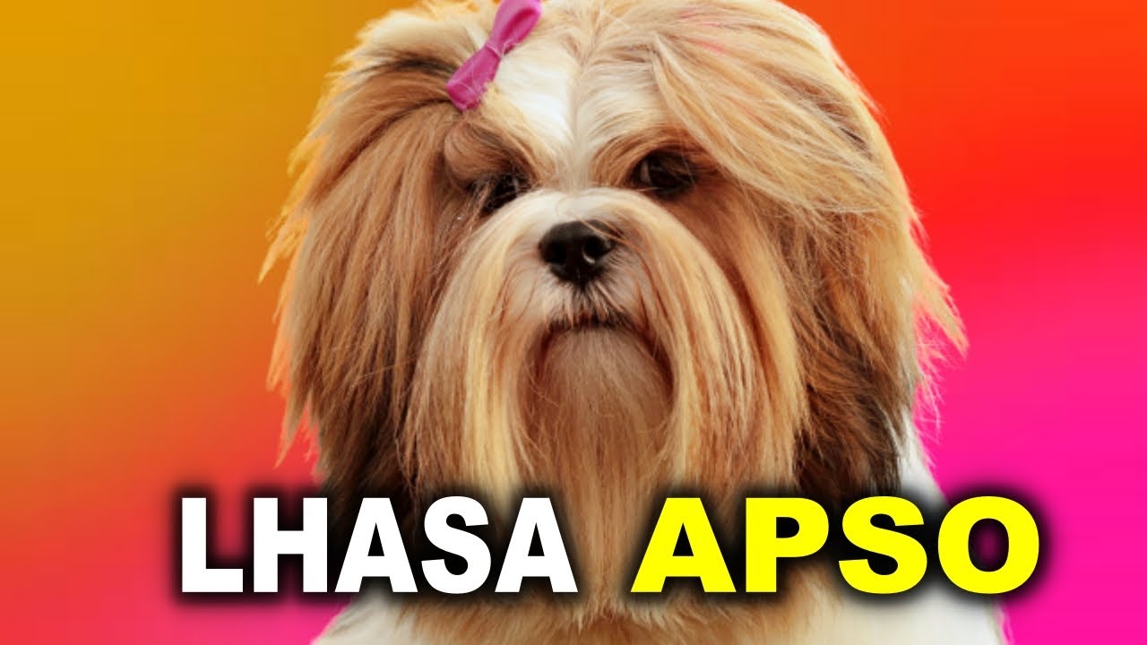 7 Características do LHASA APSO que TODO DONO Precisa Saber!