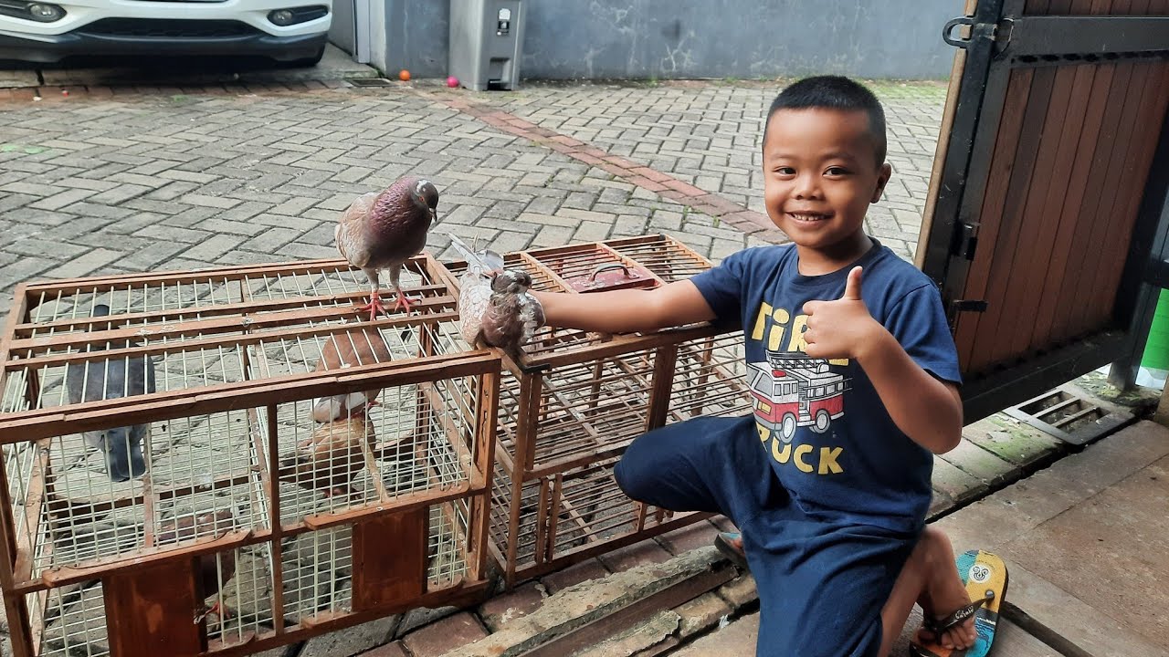 Fatih Jemur Merpati Sisa 5 Pasang | Siap beli merpati baru lagi di Bandung