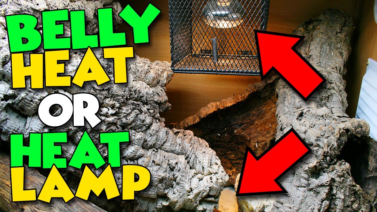 Do Snakes Need Heat Lamps? Heat Lamps VS Heat Mats!
