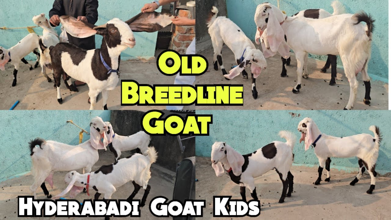 Old Breedline Hyderabadi Bakri & Female Goat Kids Available @Kishanbagh |Hyderabad #goat #hyderabadi