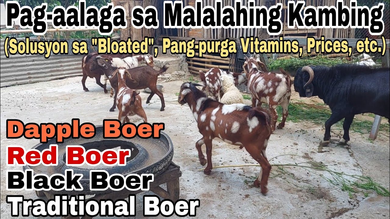 Sistema sa Pag-aalaga ng Malalahing Kambing sa Machete's Farm | Paraan Para Iwas Mortality!