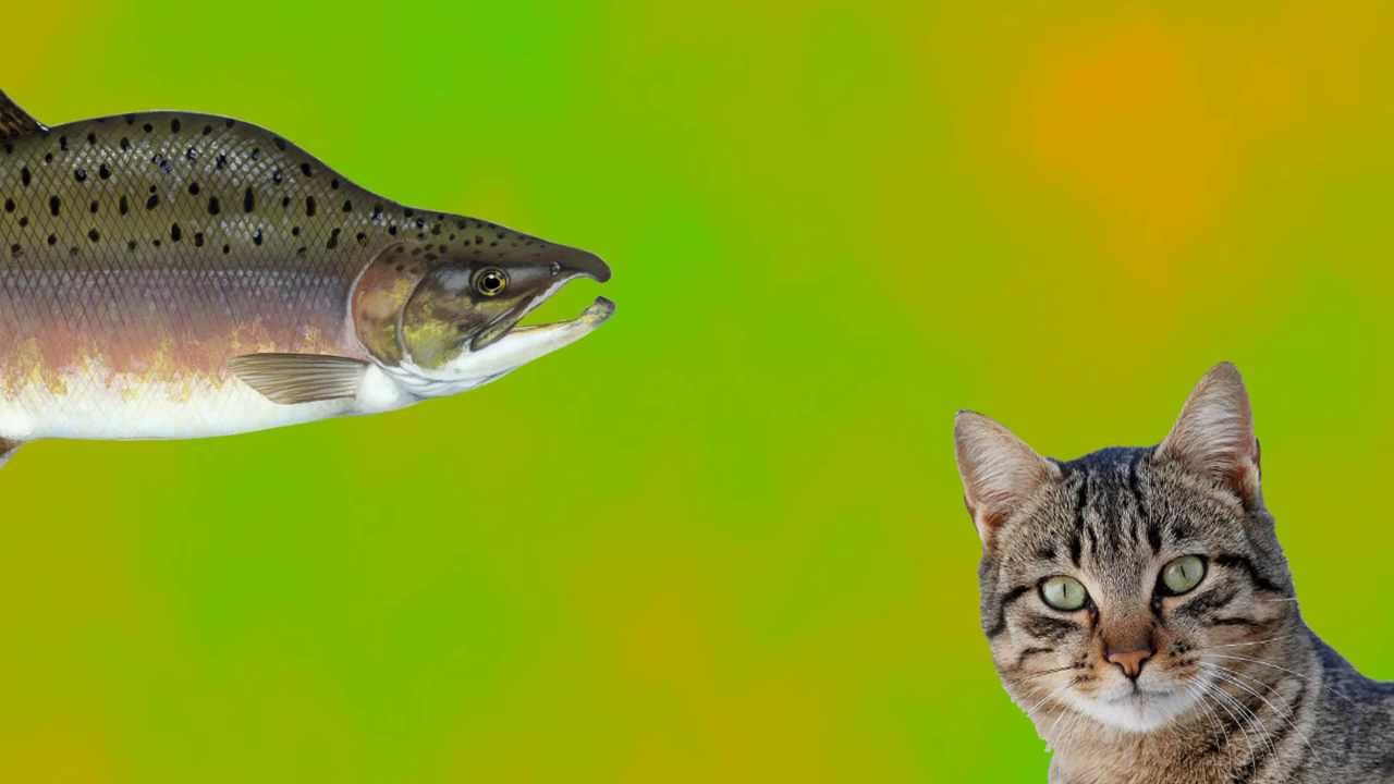 Сэм и Кэт Рэнт