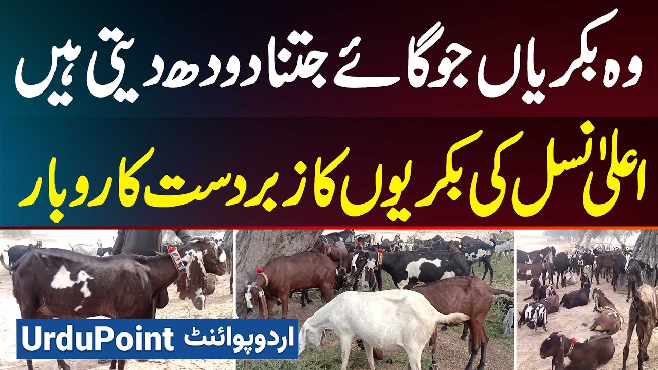 Goat Farming Business Plan - Goat Farming Business in Pakistan - Kon Si Breed Ziyada Milk Deti Hai