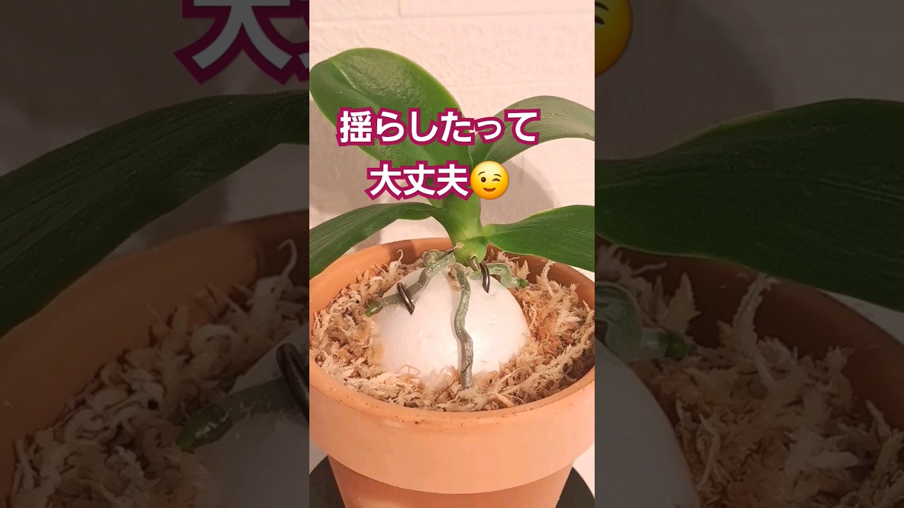 【胡蝶蘭】子株が1つ増えました