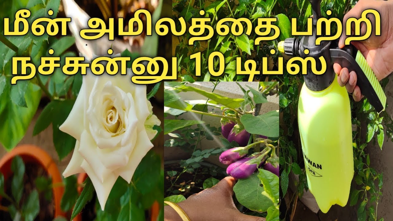 மீன் அமிலத்தை பற்றிய உங்கள் சந்தேகத்திற்கு பதில் இதோ