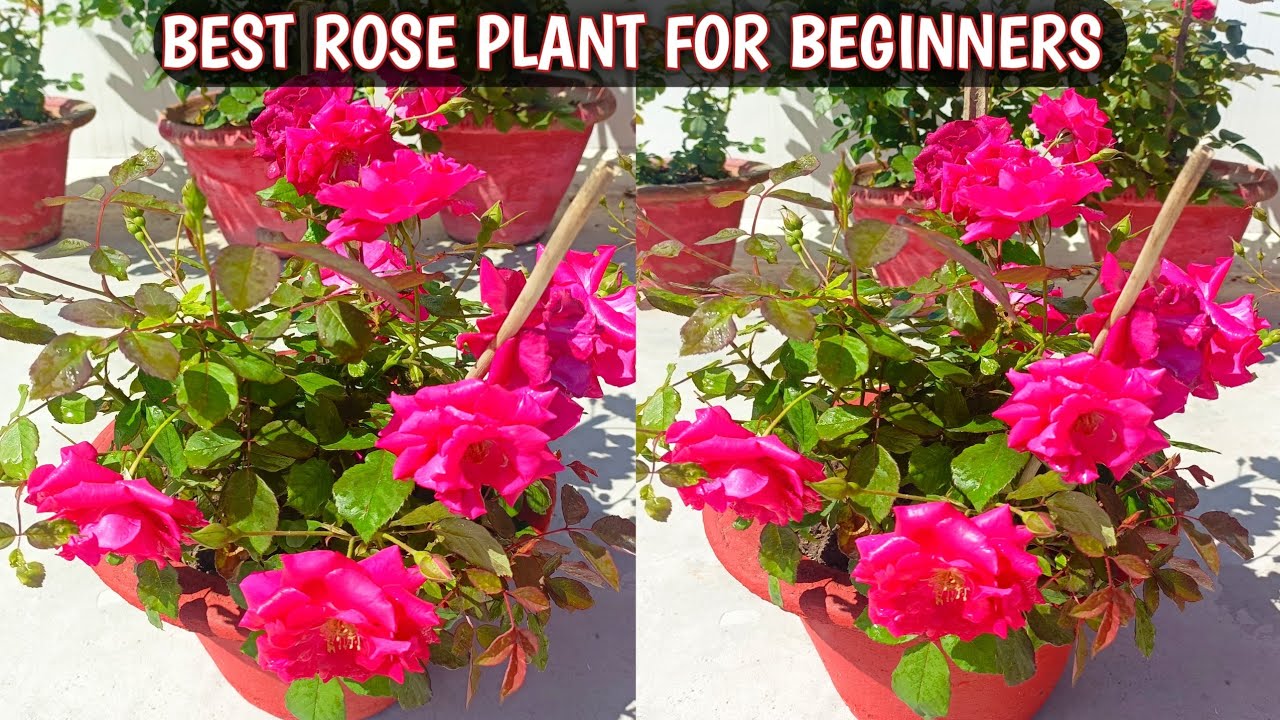 HOW TO GROW KASHMIRI ROSE AND TIPS TO GET MAXIMUM FLOWERS 🌹🌹 | KASHMIRI ROSE CARE 🌹🌹