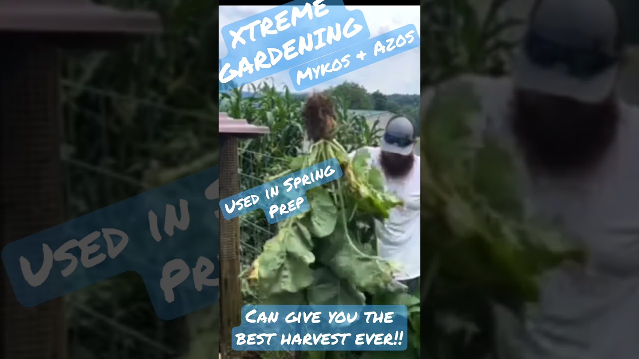 XTREME Gardening mykos & azos will help increase your harvest! @xtremegardening900 #gardener #garden