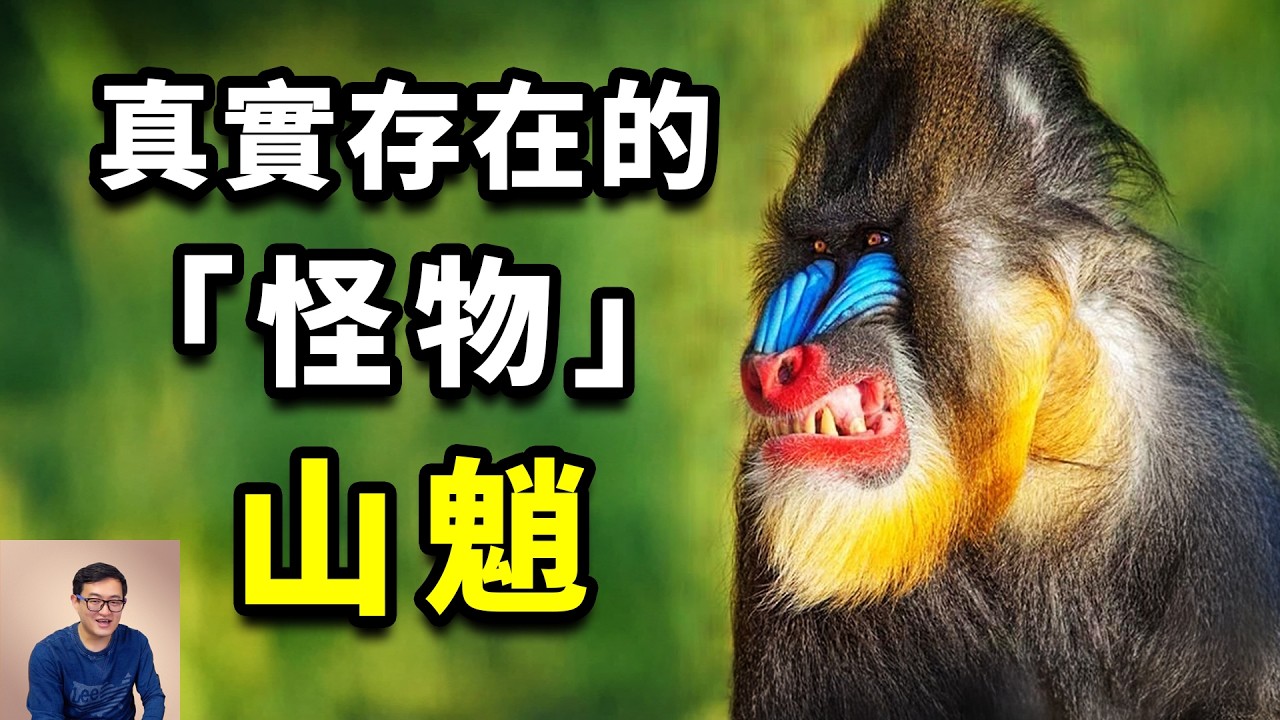 非洲最奇特的生物，妖艷到顛覆認知，世界上最大的猴子——山魈，跟狒狒的區別和淵源【老肉雜談】#動物 #生物 #山魈 #非洲 #靈長類