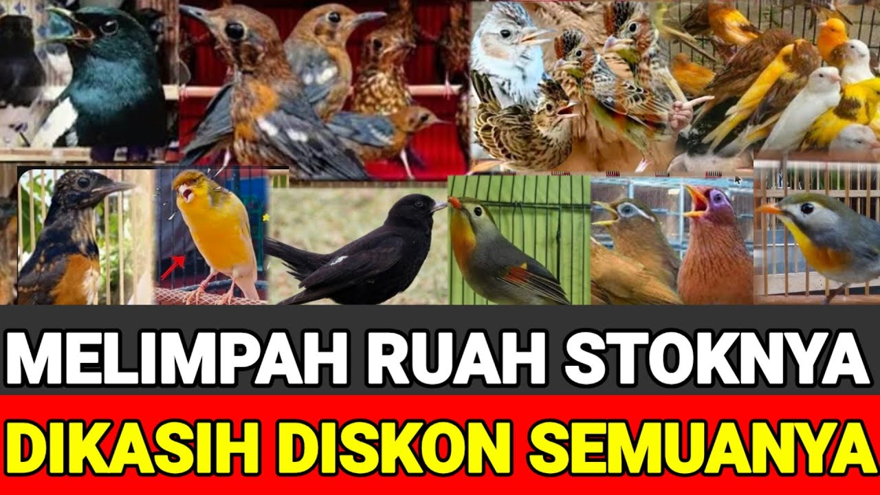 PROMO MENJELANG AKHIR BULAN !! FULL GACORAN & BAHAN SPESIAL REKOMENDASI PILIHAN 