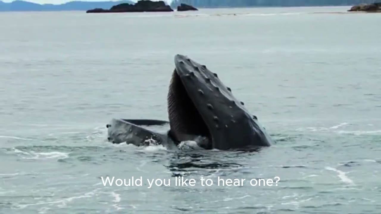 Big Ocean Animals for Kids | Whale Shark, Shark, Manta Ray and Whale