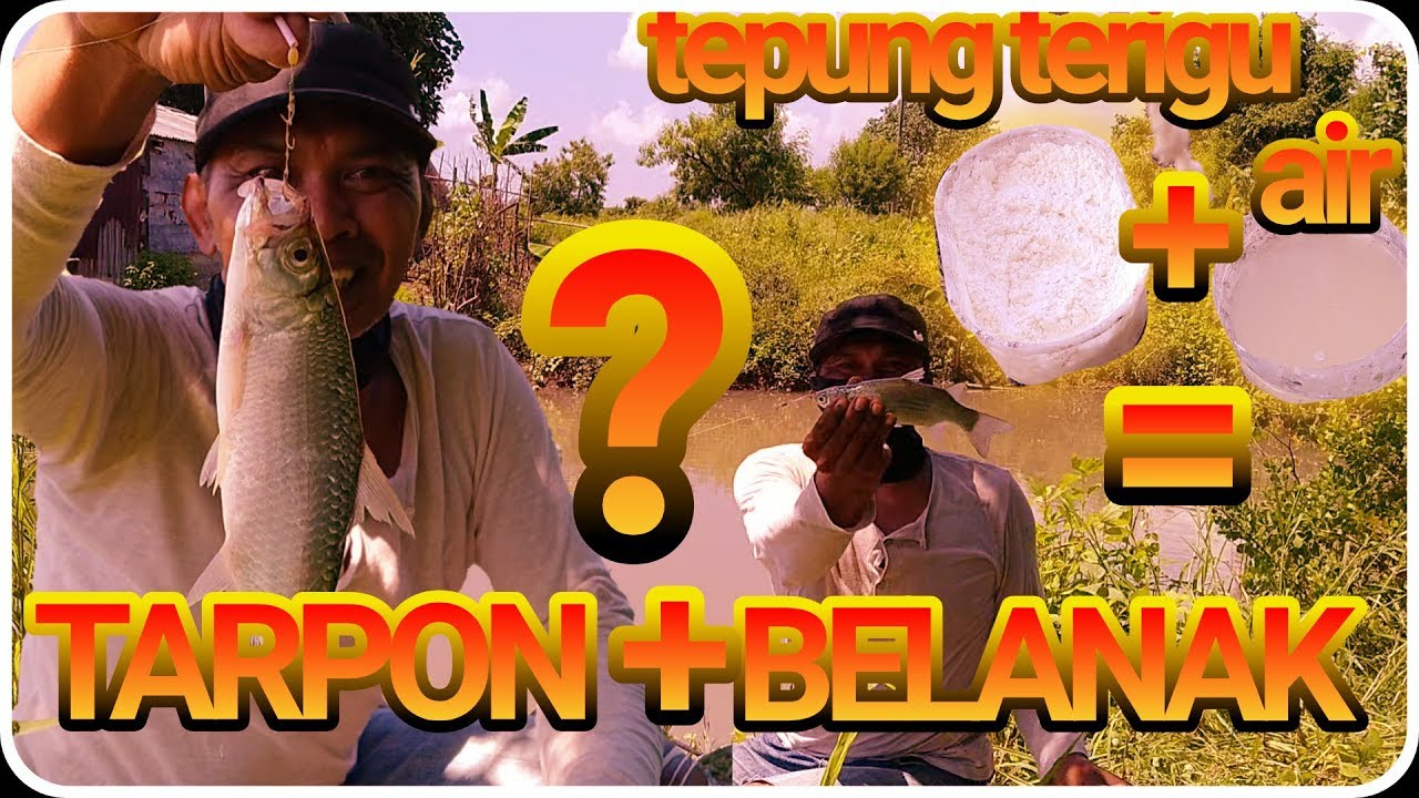 #vlog 35 | mancing mania surabaya | sparkling surabaya | mancing belanak dapat tarpon  si ikan bulan