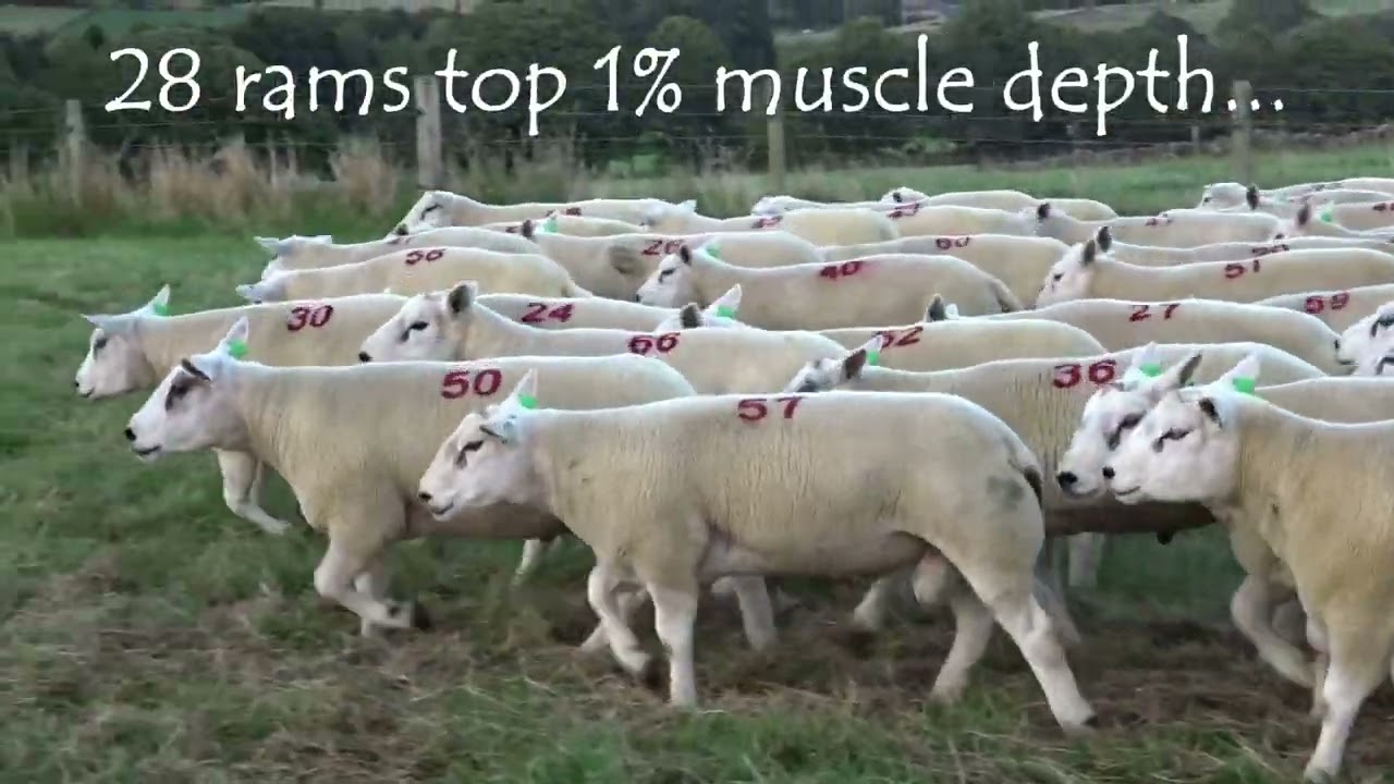 Texel and Lleyn Ram Group 2025