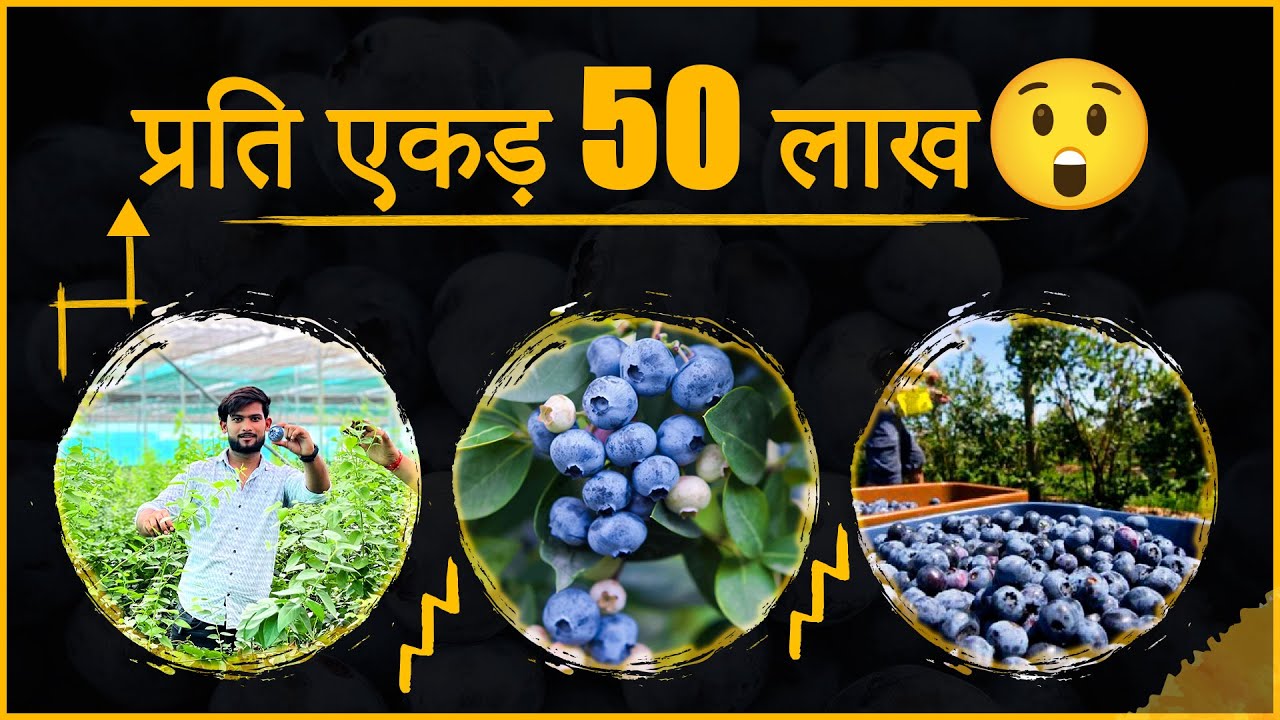 अब ब्लूबेरी की खेती बदलेगी किसानों की किस्मत 😳💯Blueberry Farming Profit || Bhartiya Kisaan