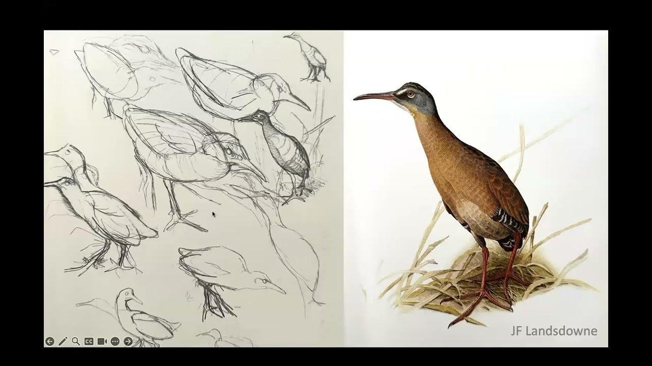 Art of Birds: Erica Beade: Drawing on Nature