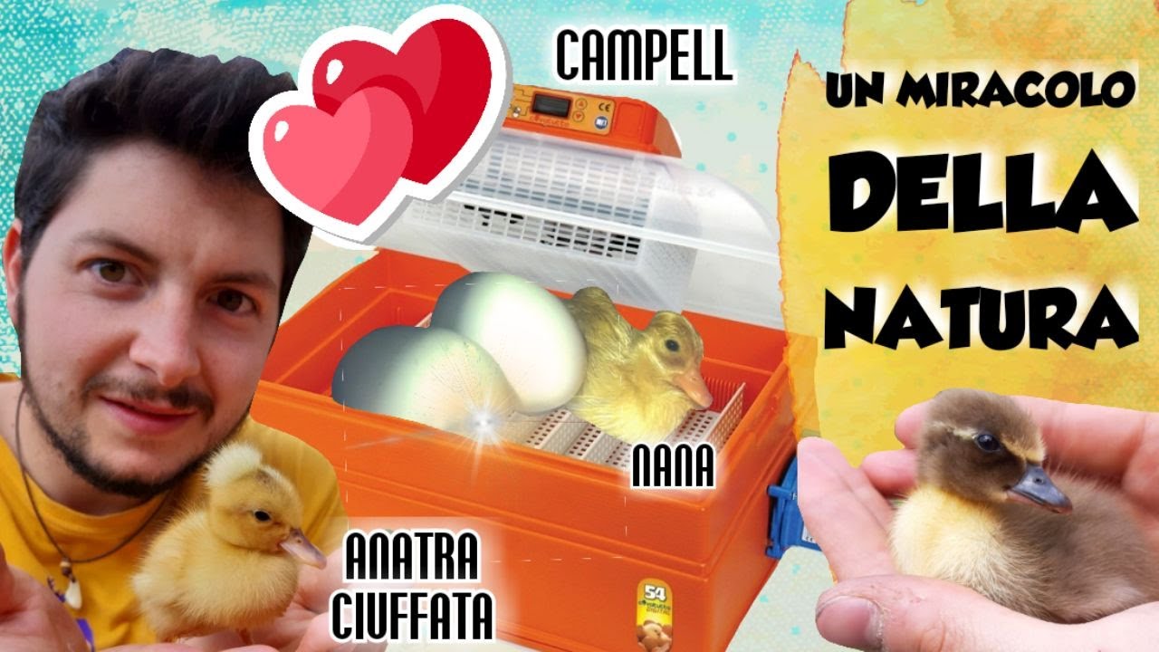 Nascita ANATROCCOLI🦆!! Scopriamo le razze che sono NATE!!!