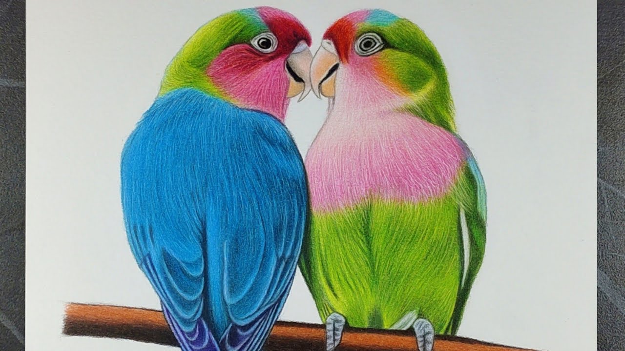 Realistic Love Bird Drawing | Colour Pencil Timelapse Art