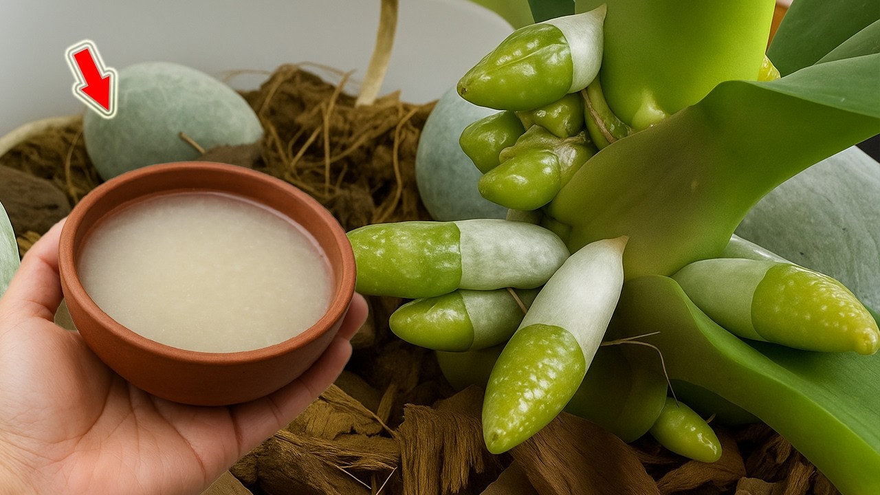 Just One Cup! Each Orchid Branch Blooms Hundreds Of Flowers, Healthy Roots!
