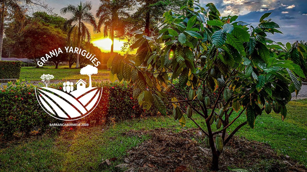 Granja Yariguíes - Compañía Nacional de Chocolates - CNCH