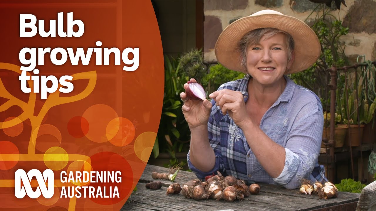 Everything you need to know about growing bulbs | Gardening 101 | Gardening Australia