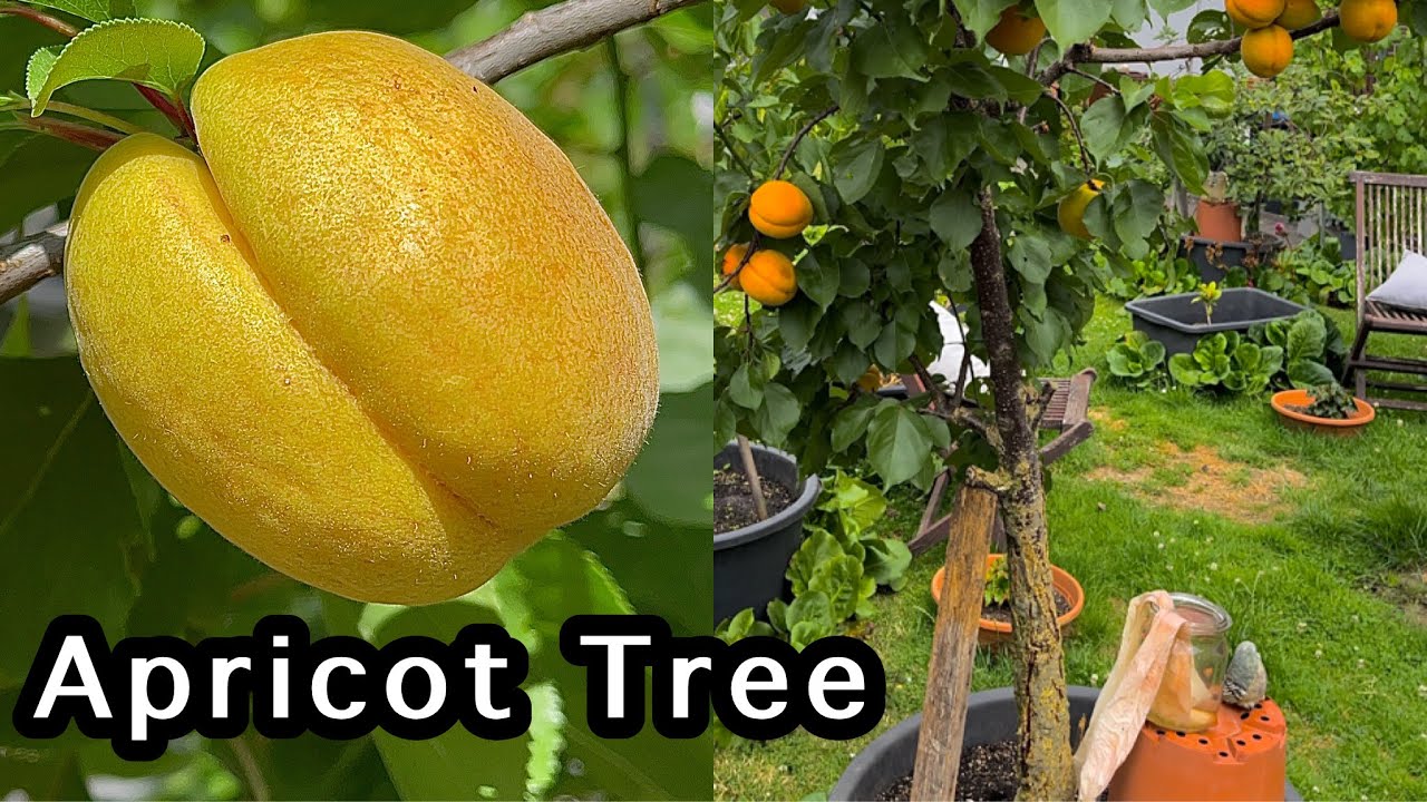 GROWING APRICOT TREE IN CONTAINERS AT HOME