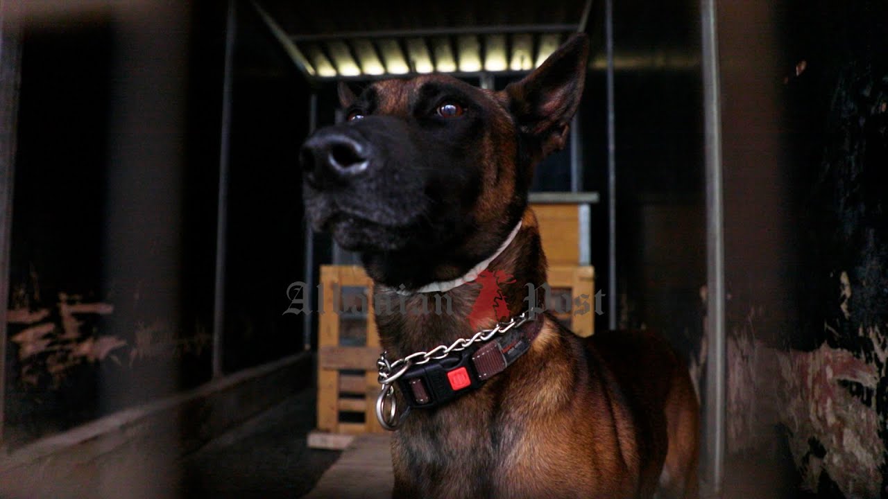 Njesia e Qeneve K9 – Si e zbuluan drogen ne dyer, boca plini dhe goma te ekskavatorit?