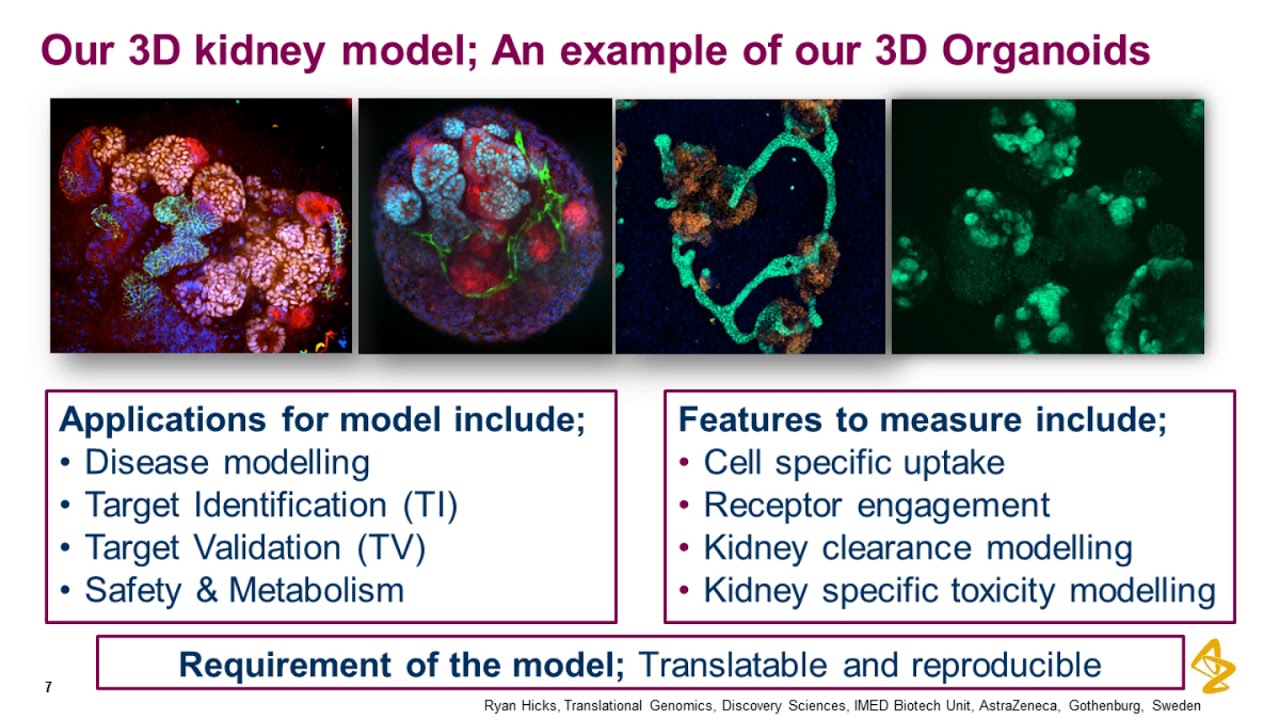 Generation and application of 3D-organoid cell culture models using human induced