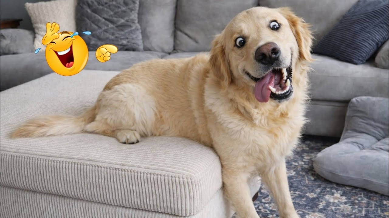 I Asked for a Dog… But Got a Full-Time Comedian Instead 😂🐶 Funniest Dog Moments Ever