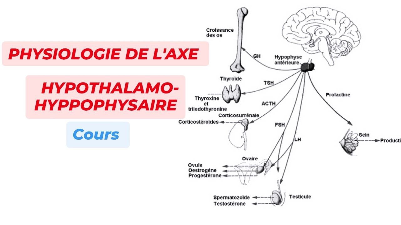 PHYSIOLOGIE DE L'AXE HYPOTHALAMO-HYPOPHYSAIRE