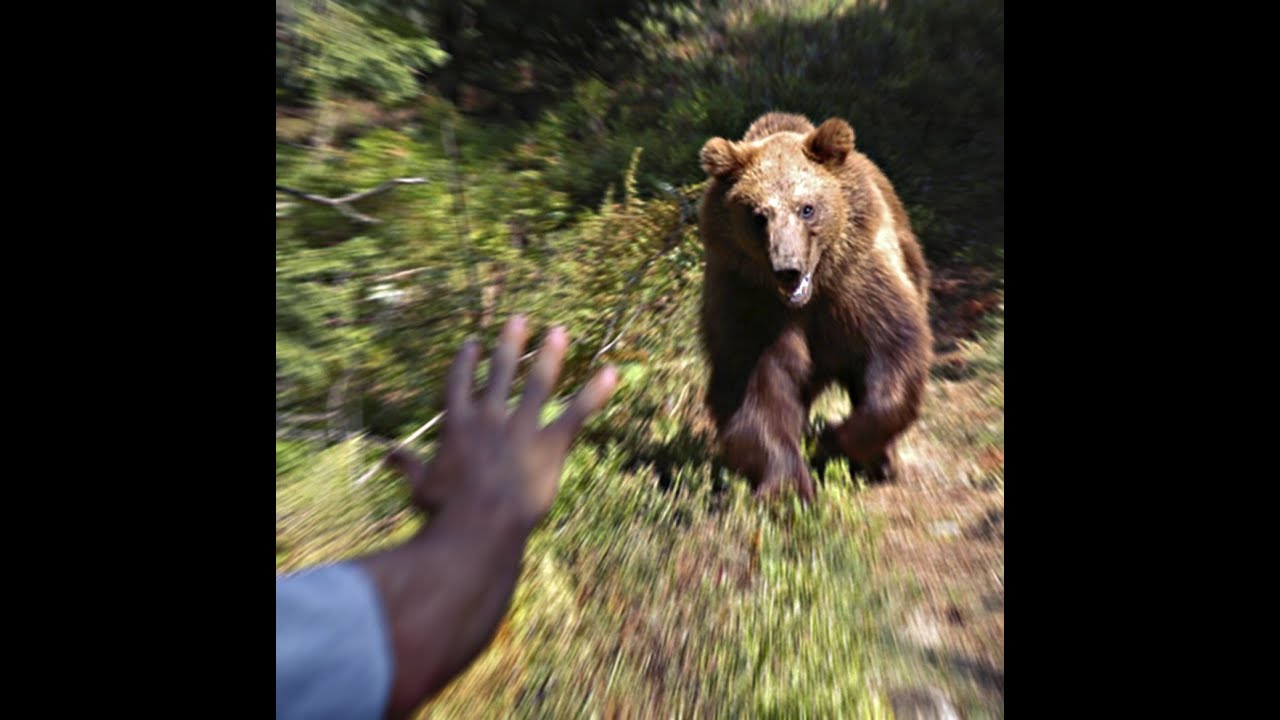 Brown bear hunting