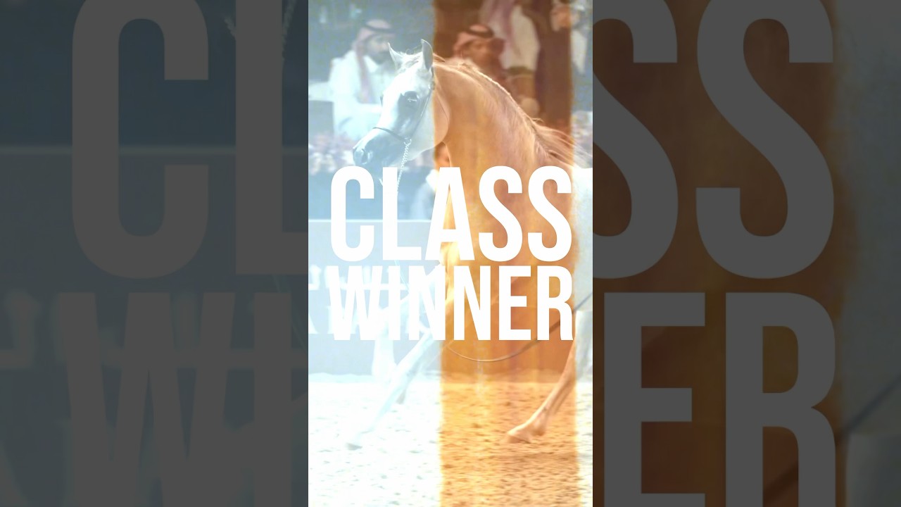 𝗬𝘂𝗹𝗶𝗯 𝗔𝗹 𝗦𝗵𝗮𝗵𝗮𝗻𝗶𝗮 - takes the win in the 3-year-old Colts class