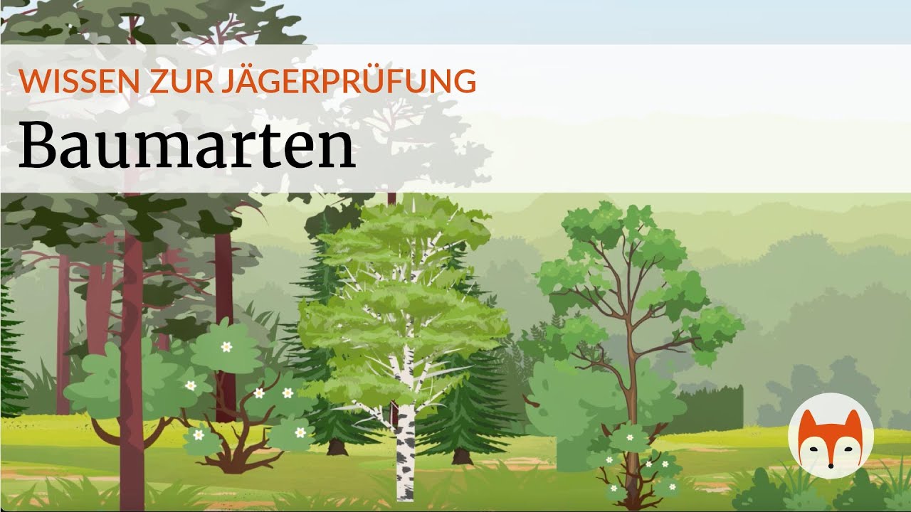 🌳 Land- & Waldbau &ndash; Die wichtigsten B&auml;ume f&uuml;r die J&auml;gerpr&uuml;fung - Vorschau