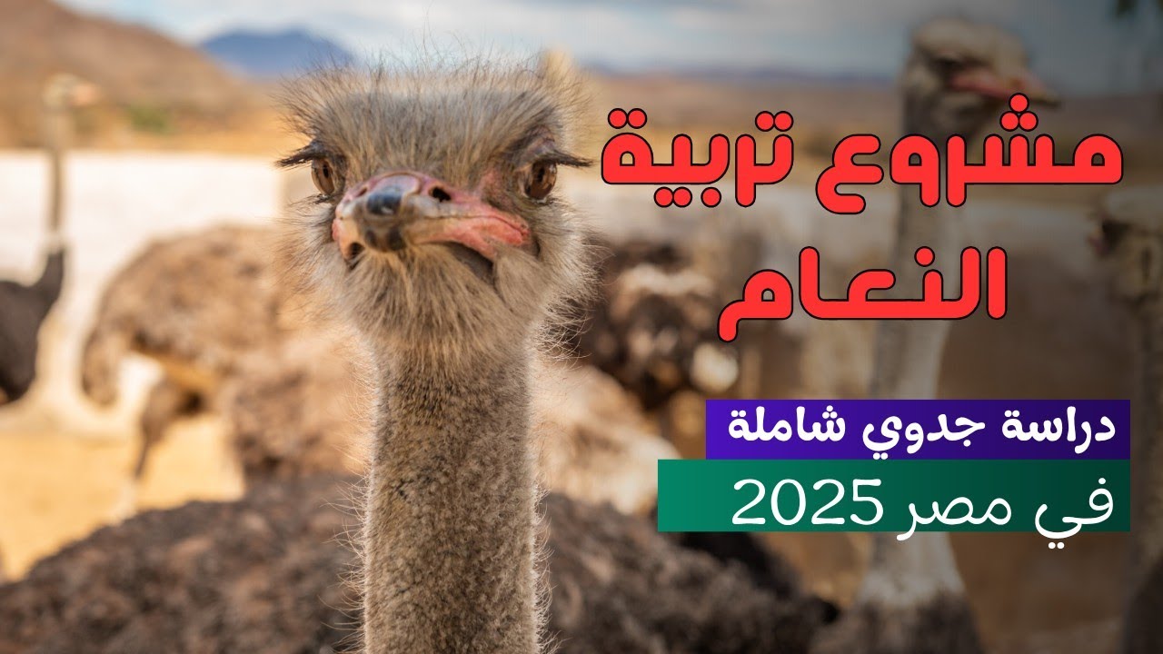 مشروع تربية النعام في مصر 2025 | دراسة جدوى شاملة وتكاليف التسمين والإنتاج خطوة بخطوة