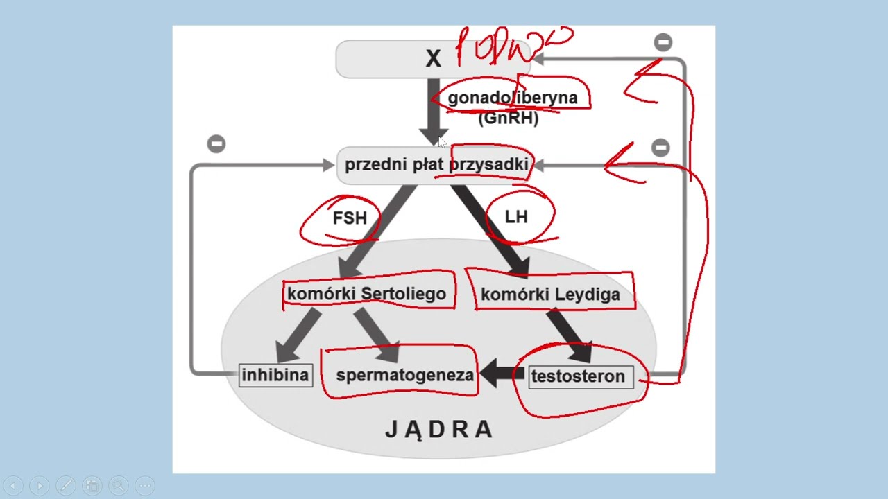 UKŁAD HORMONALNY