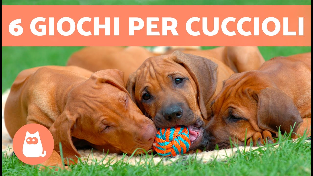 Come GIOCARE correttamente con un CUCCIOLO 🐶 (6 Giochi per Cuccioli Cani)