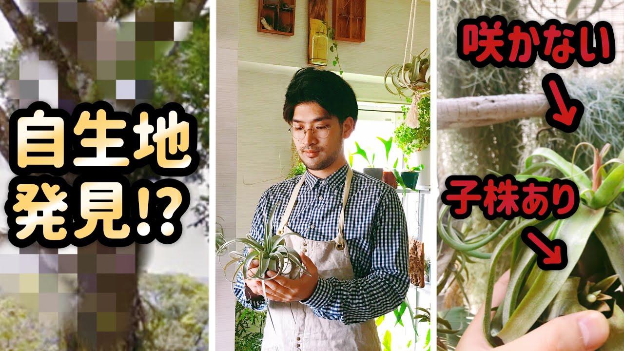 エアプランツの育て方【自生地から学ぶ花と子株の関係】自宅園芸ガーデニング
