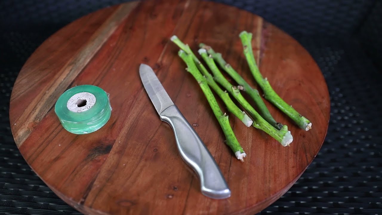 Hass avocado - Grafting Techniques for Avocado Plant that Work 100%