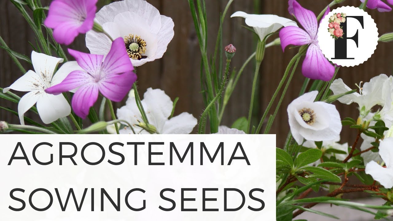 Sowing Agrostemma Seeds Growing Flowers from Seed Hardy Annual Flowers Gardening for Beginners