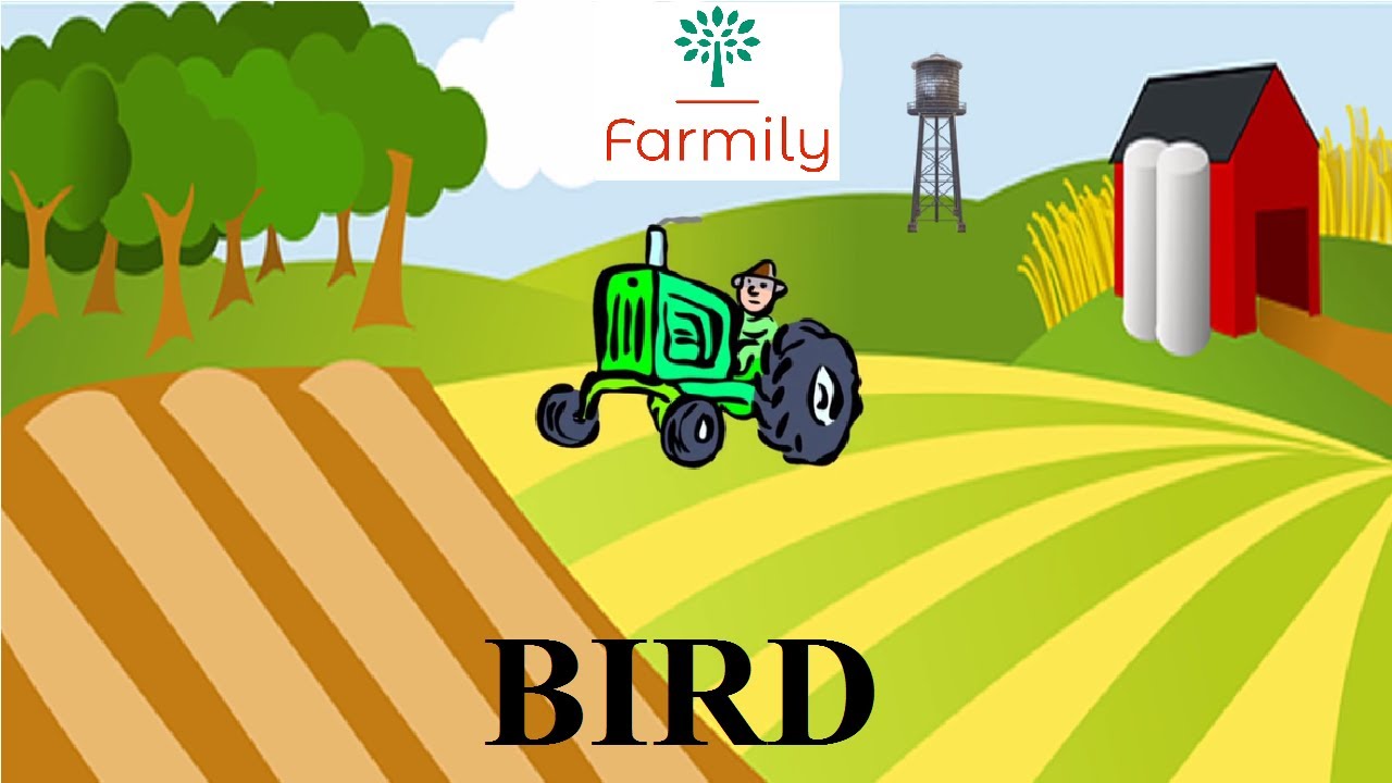 Ngắm những ch&uacute; chim tuyệt đẹp | Bird