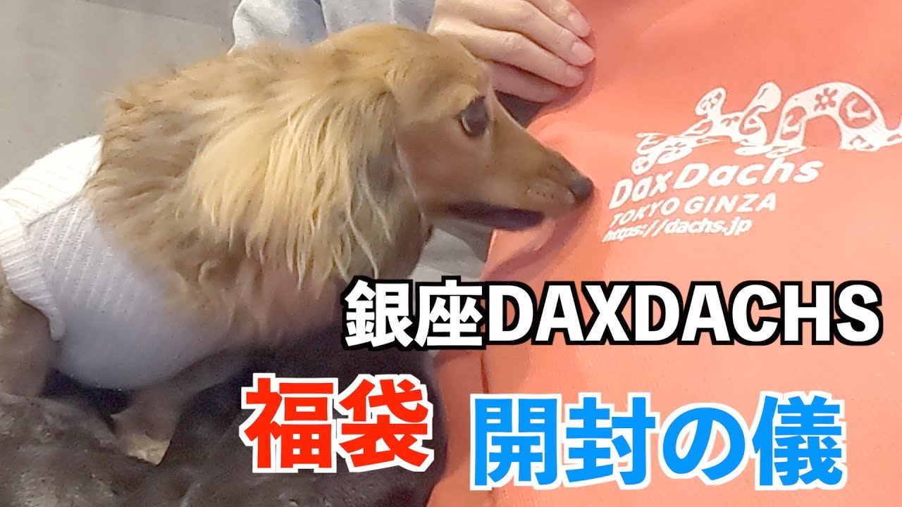 必見！モデル犬のファッションショーが始まります！！【銀座DAXDACHS（ダックスダックス）福袋開封】カニンヘンダックスえびすの日常