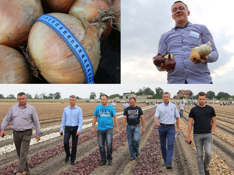Odmiany i nawożenie cebuli w Kościelcu - plon ponad 100 ton