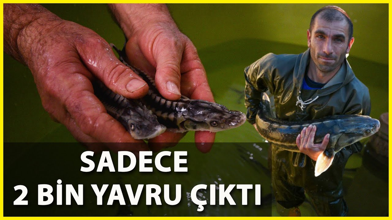 10 Yıl Önce Rusya'dan Getirilen Yumurtalar 'Anaç' Oldu