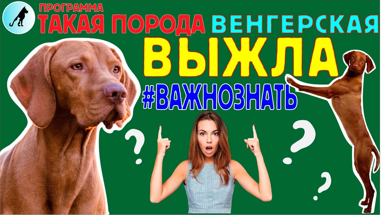 Такая Порода - Венгерская Выжла