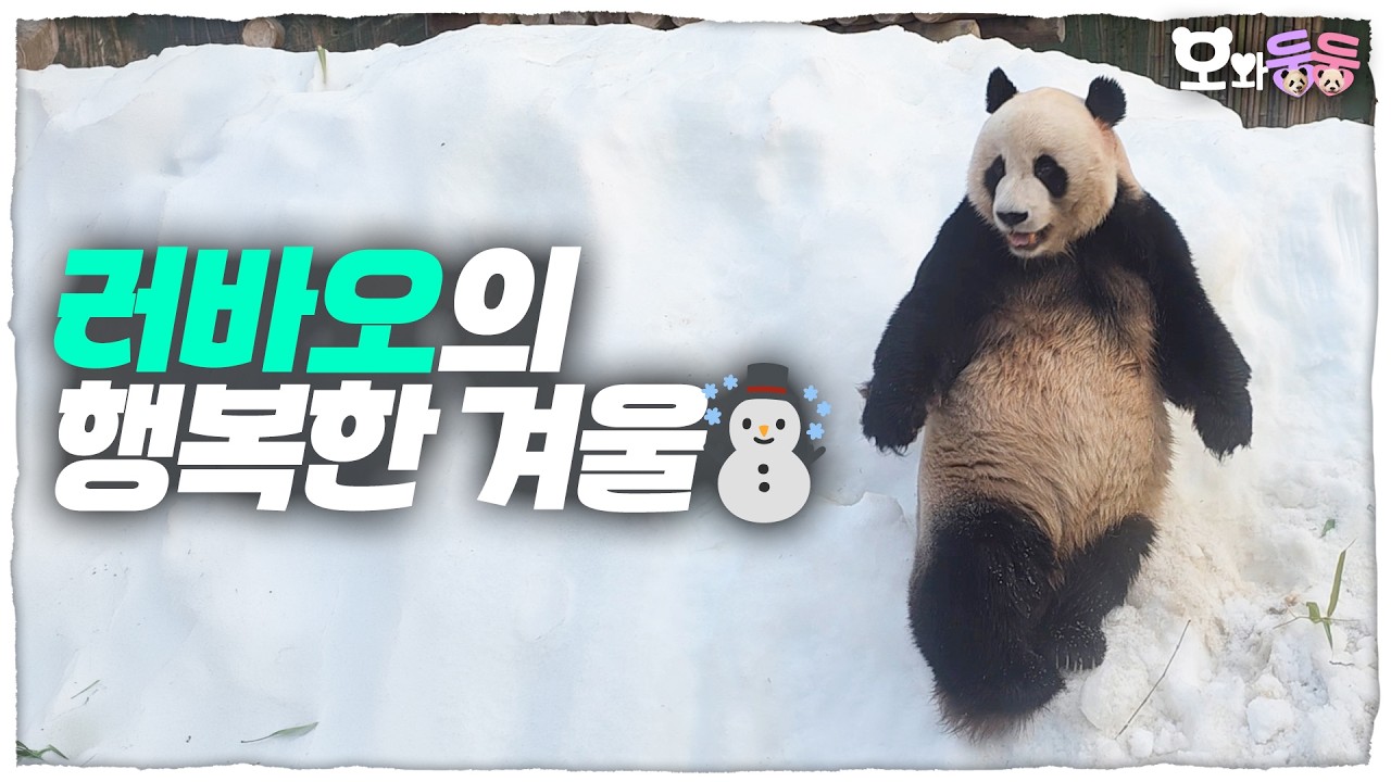 행복하면 웃는 판다 러바오 🐼 웃으면 복이 와요 |  오와둥둥 EP.43