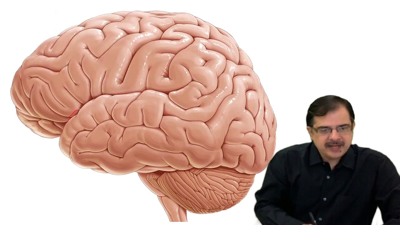 Stroke localisation part-2 | CNS | Dr Arvind Kumar