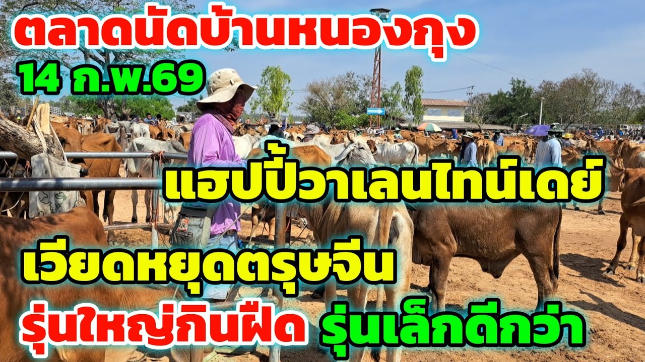 แฮปปี้วาเลนไทน์เดย์‼️14 ก.พ.69 ตลาดนัดบ้านหนองกุง เวียดหยุดตรุษจีน ไซส์ใหญ่กินฝืด รุ่นเล็กไปดีกว่า..