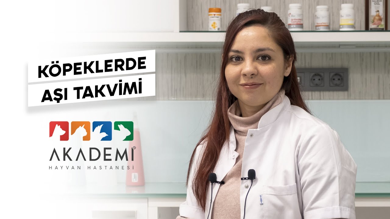 Köpeklerde Aşı Takvimi 💉 | Akademi Hayvan Hastanesi